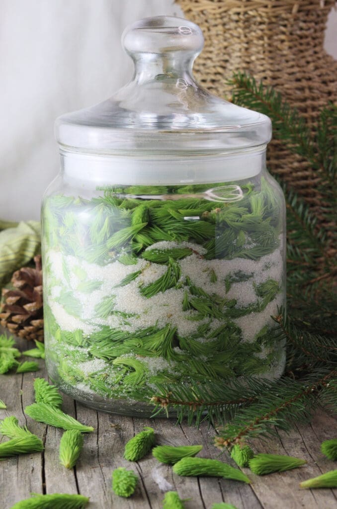 image of a jar full of spruce tips and sugar to make traditional spruce tip syrup
